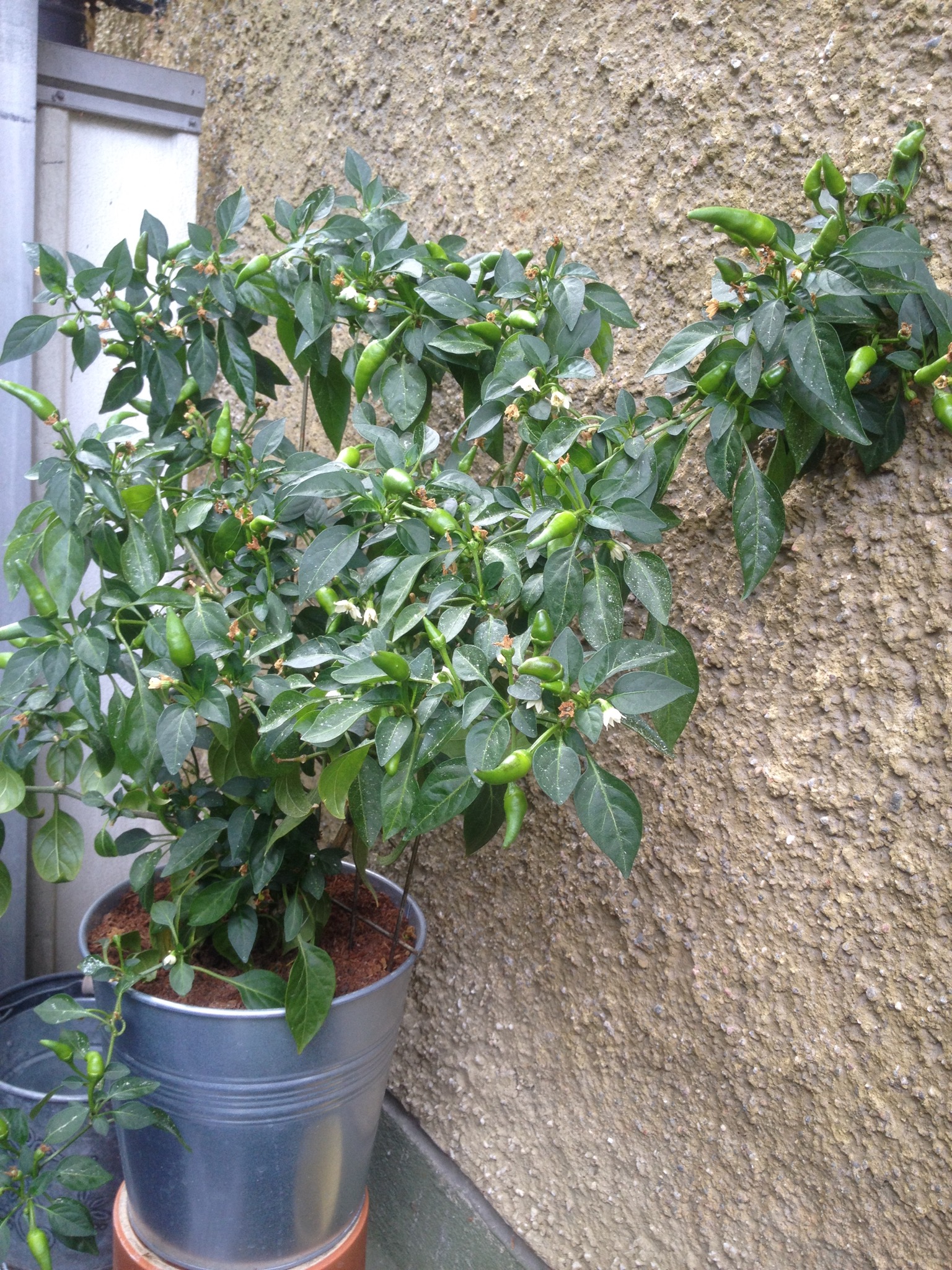 3-year old chilli plant bearing fruit